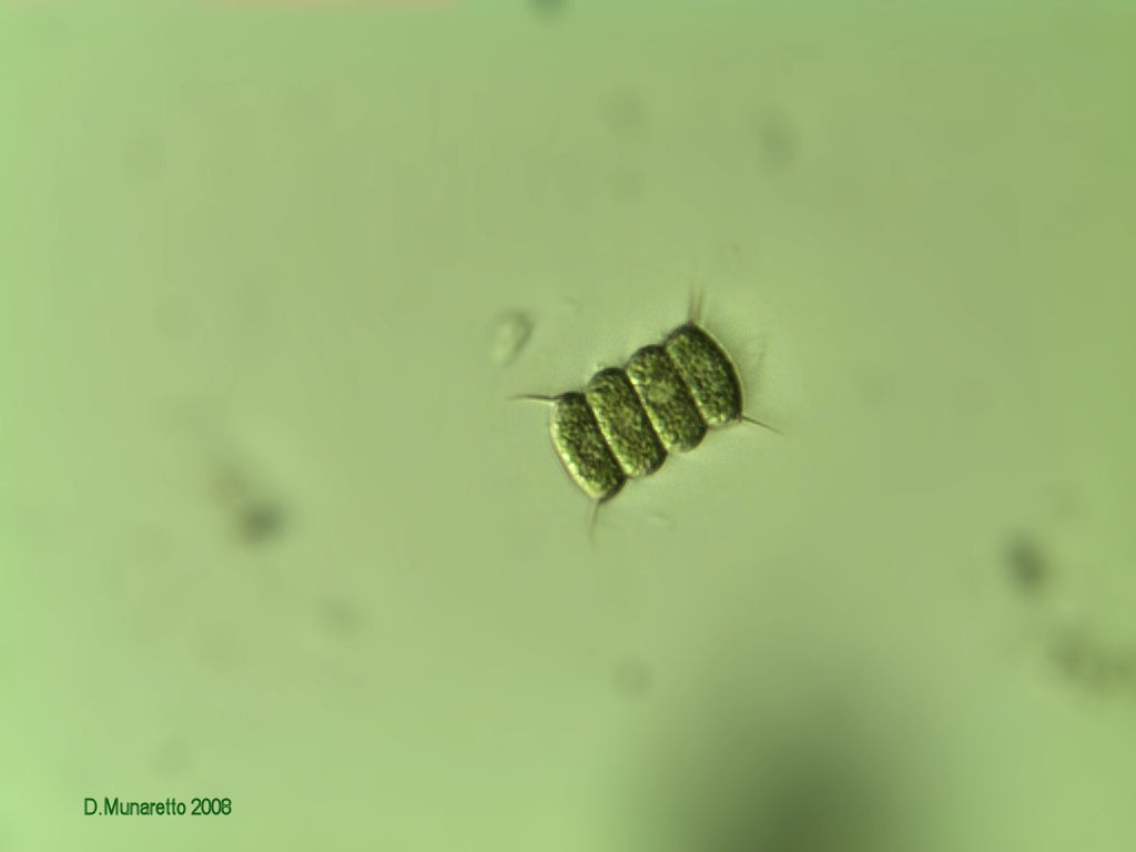 Scenedesmus